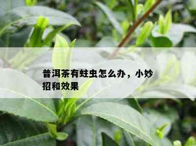 普洱茶有蛀虫怎么办，小妙招和效果