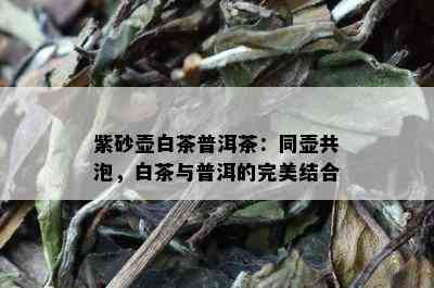 紫砂壶白茶普洱茶：同壶共泡，白茶与普洱的完美结合