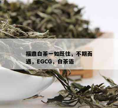 福鼎白茶一如既往，不期而遇，EGCG，白茶语