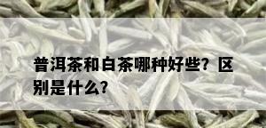 普洱茶和白茶哪种好些？区别是什么？