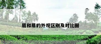 眉和眉的外观区别及对比图