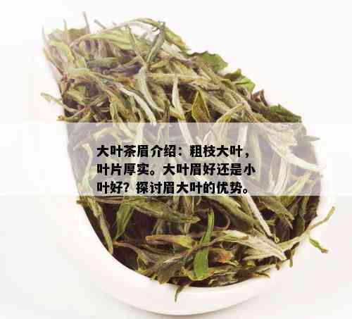 大叶茶眉介绍：粗枝大叶，叶片厚实。大叶眉好还是小叶好？探讨眉大叶的优势。