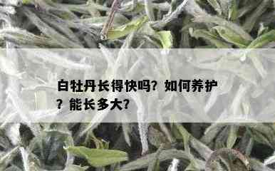 白牡丹长得快吗？如何养护？能长多大？