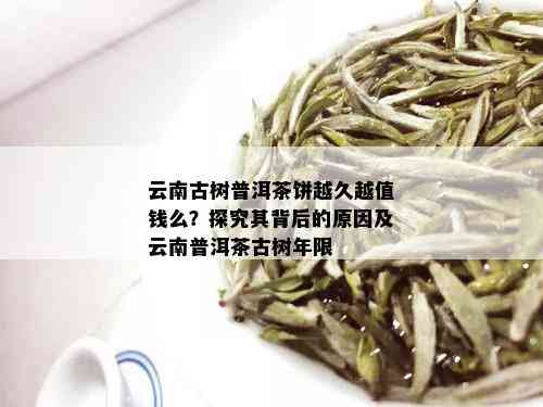 云南古树普洱茶饼越久越值钱么？探究其背后的原因及云南普洱茶古树年限