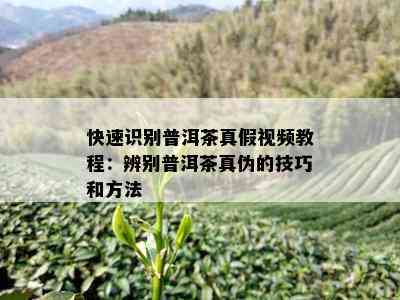 快速识别普洱茶真假视频教程：辨别普洱茶真伪的技巧和方法