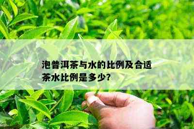 泡普洱茶与水的比例及合适茶水比例是多少？