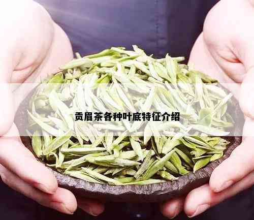 贡眉茶各种叶底特征介绍