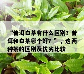 “普洱白茶有什么区别？普洱和白茶哪个好？”，这两种茶的区别及优劣比较