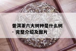 普洱茶六大树种是什么树 - 完整介绍及图片