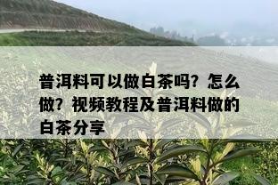 普洱料可以做白茶吗？怎么做？视频教程及普洱料做的白茶分享