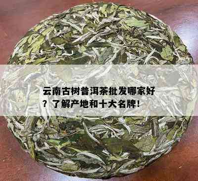 云南古树普洱茶批发哪家好？了解产地和十大名牌！