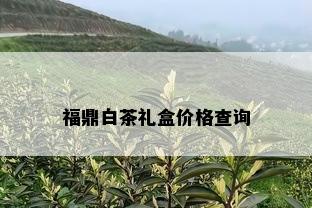 福鼎白茶礼盒价格查询