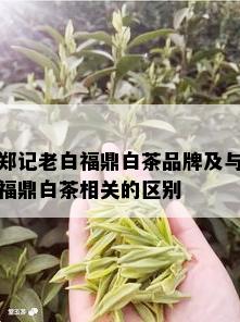 郑记老白福鼎白茶品牌及与福鼎白茶相关的区别