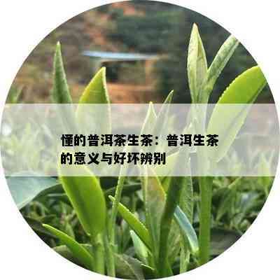 懂的普洱茶生茶：普洱生茶的意义与好坏辨别