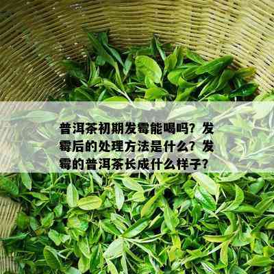 普洱茶初期发霉能喝吗？发霉后的处理方法是什么？发霉的普洱茶长成什么样子？