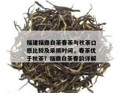 福建福鼎白茶春茶与秋茶口感比较及采摘时间，春茶优于秋茶？福鼎白茶春韵详解