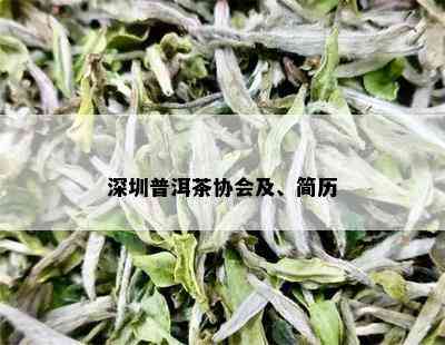 深圳普洱茶协会及、简历