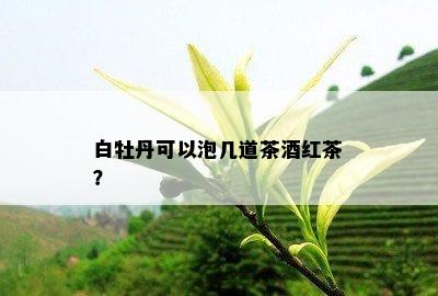 白牡丹可以泡几道茶红茶？