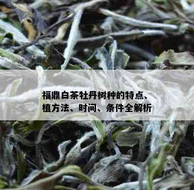 福鼎白茶牡丹树种的特点、植方法、时间、条件全解析