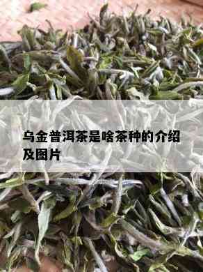 乌金普洱茶是啥茶种的介绍及图片