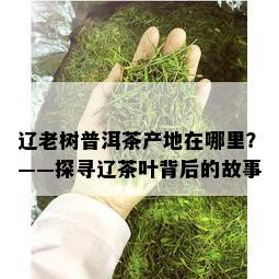 辽老树普洱茶产地在哪里？——探寻辽茶叶背后的故事