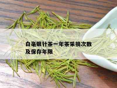 白毫银针茶一年茶采摘次数及保存年限