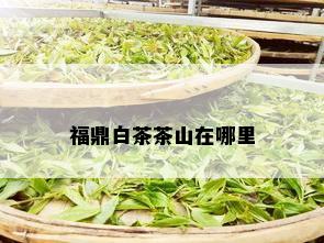 福鼎白茶茶山在哪里