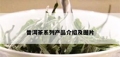 普洱茶系列产品介绍及图片