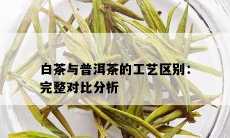 白茶与普洱茶的工艺区别：完整对比分析