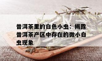 普洱茶里的白色小虫：揭露普洱茶产区中存在的微小白虫现象