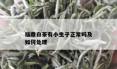 福鼎白茶有小虫子正常吗及如何处理