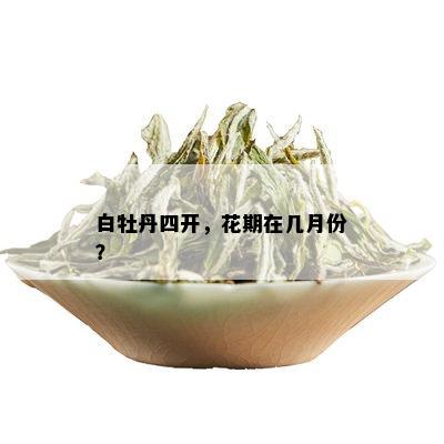 白牡丹四开，花期在几月份？