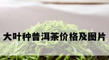 大叶种普洱茶价格及图片