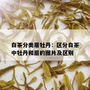 白茶分类眉牡丹：区分白茶中牡丹和眉的图片及区别