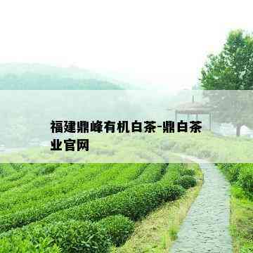 福建鼎峰有机白茶-鼎白茶业官网