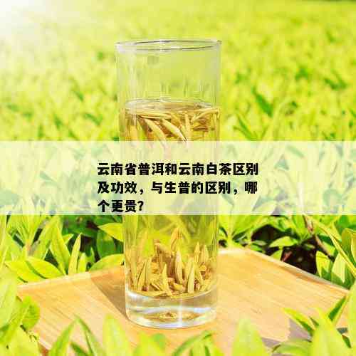 云南省普洱和云南白茶区别及功效，与生普的区别，哪个更贵？