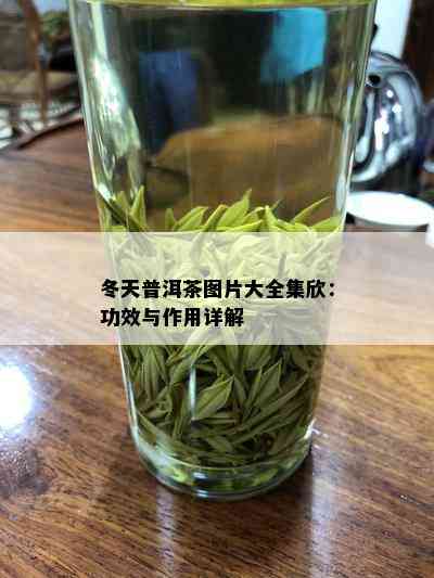 冬天普洱茶图片大全集欣：功效与作用详解