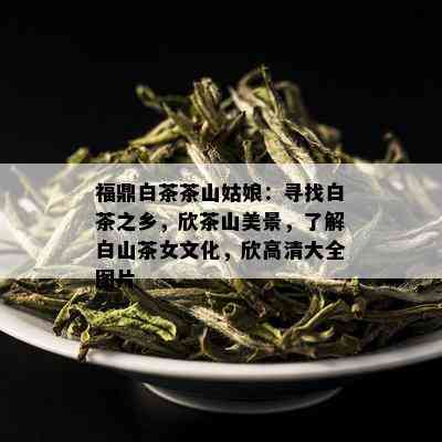 福鼎白茶茶山姑娘：寻找白茶之乡，欣茶山美景，了解白山茶女文化，欣高清大全图片