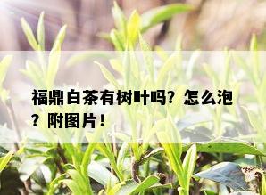 福鼎白茶有树叶吗？怎么泡？附图片！