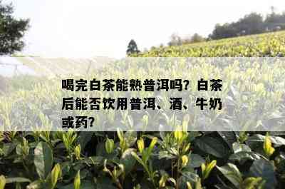 喝完白茶能熟普洱吗？白茶后能否饮用普洱、、牛奶或？