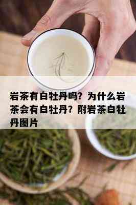 岩茶有白牡丹吗？为什么岩茶会有白牡丹？附岩茶白牡丹图片