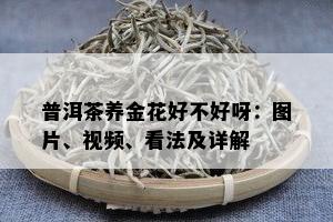 普洱茶养金花好不好呀：图片、视频、看法及详解