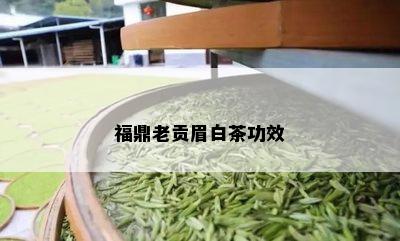 福鼎老贡眉白茶功效