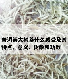 普洱茶大树茶什么感受及其特点、意义、树龄和功效