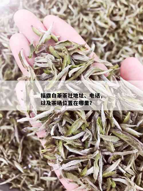 福鼎白茶茶社地址、电话，以及茶场位置在哪里？