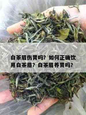 白茶眉伤胃吗？如何正确饮用白茶眉？白茶眉养胃吗？