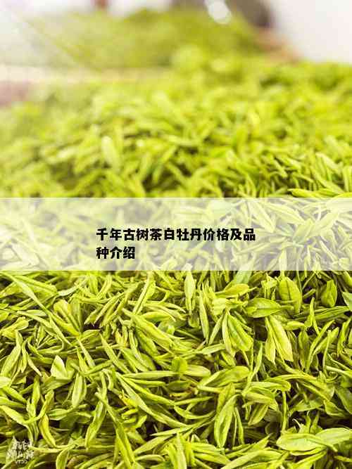 千年古树茶白牡丹价格及品种介绍