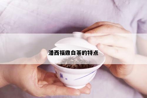 潘西福鼎白茶的特点