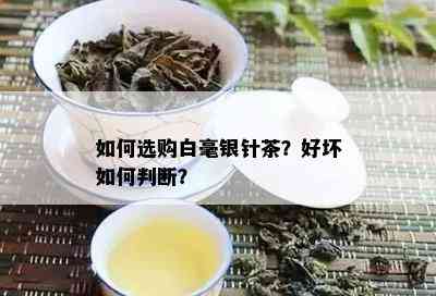 如何选购白毫银针茶？好坏如何判断？