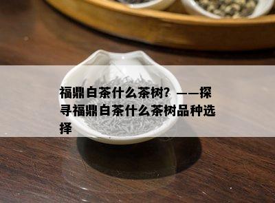 福鼎白茶什么茶树？——探寻福鼎白茶什么茶树品种选择